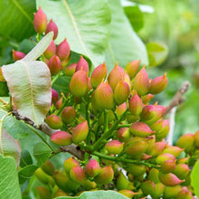 Organic Unsalted Pistachio Halves